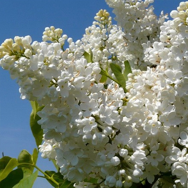 Сирень обыкновенная 'Мадам Казимир Перье' (белая)